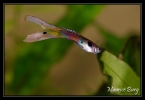 Guppy