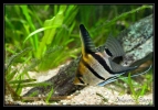 Scalaire