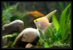 Scalaire