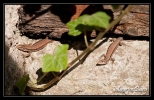 Lézard des murailles