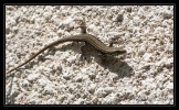 Lézard des murailles