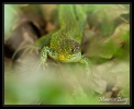 Reptiles