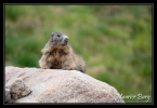 37_lac_pessons