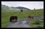 Col d'Orgambide, chevaux Pottok