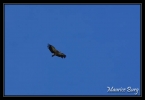 Et un vautour fauve