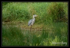 148_Etang de Murat