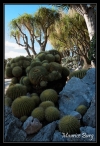 Le jardin exotique