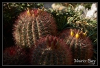 Le jardin exotique