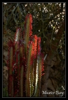 Le jardin exotique