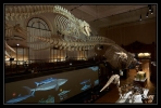 Le musée océanographique