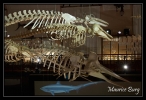 Le musée océanographique