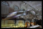Le musée océanographique