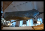 Le musée océanographique