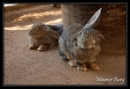 Fontvieille le jardin animalier