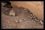 Fontvieille le jardin animalier