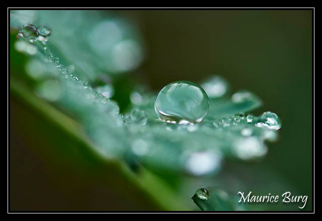 Perles de rosée