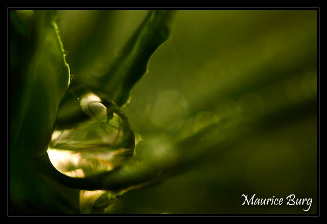 Vert d'eau!