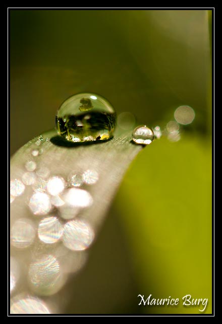Perles vertes