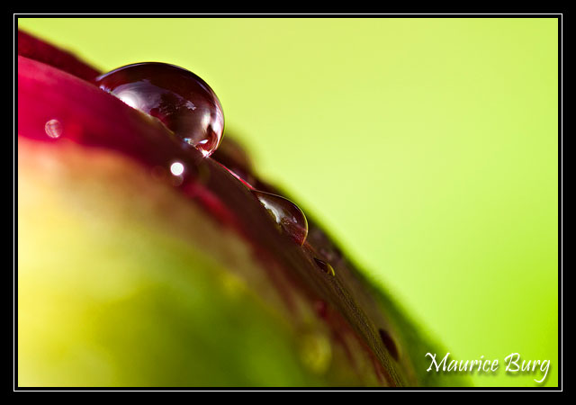 Perles rouges