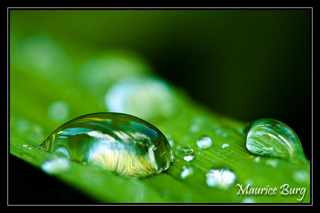 Perles vertes