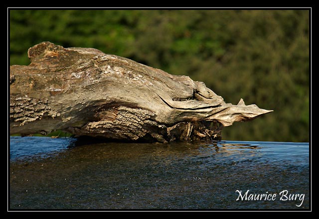 Monstre de bois