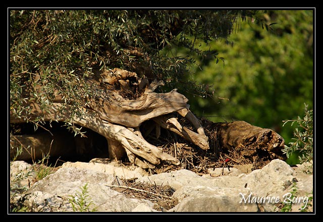 Monstre de bois