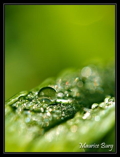 Goutte