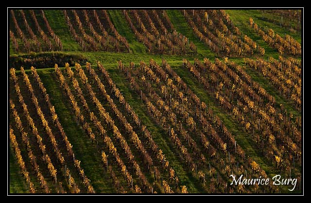 Vignes d'automne