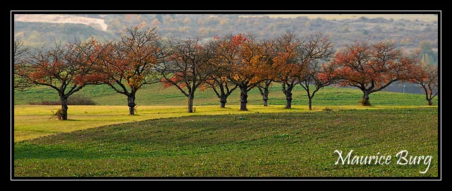Arbres d'automne