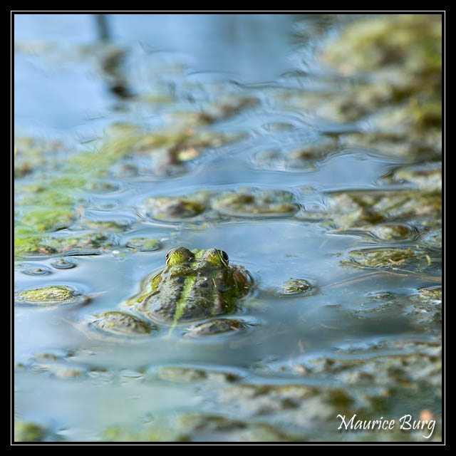 Grenouille verte