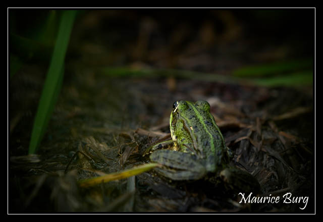 Grenouille verte