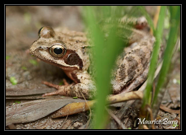 Grenouille rousse
