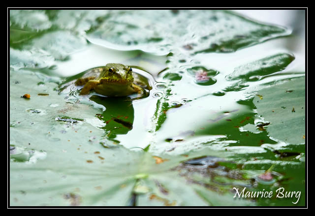 Grenouille verte