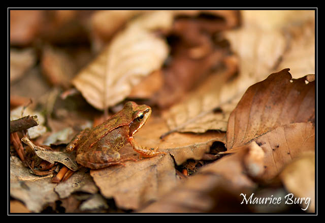 Grenouille agile