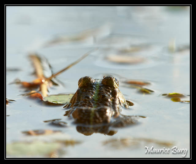 Grenouille verte