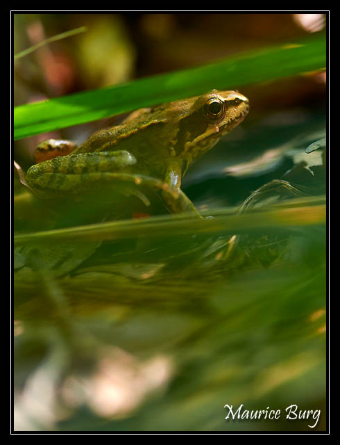 Grenouille agile