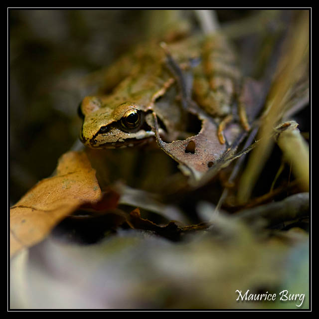 Grenouille agile