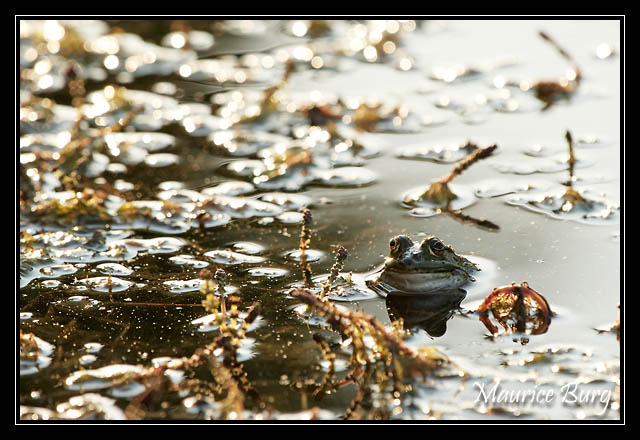 Grenouille verte