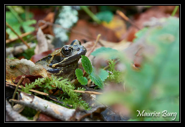 Grenouille agile (ou pisseuse)