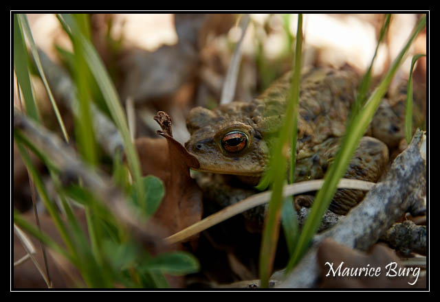 Crapaud commun