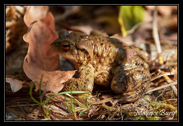Crapaud commun