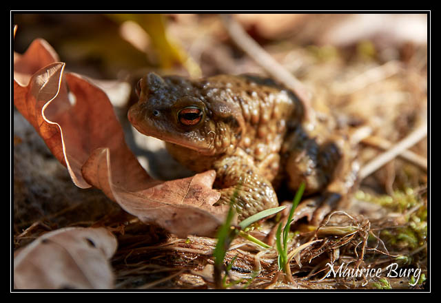 Crapaud commun