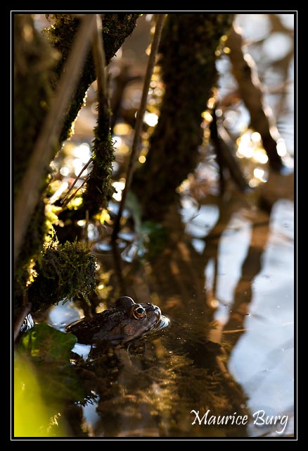 Grenouille rousse
