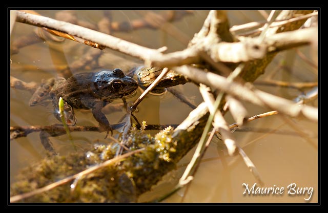 Grenouille rousse