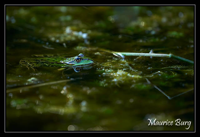 Grenouille verte