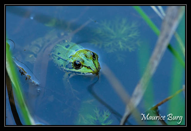 Grenouille verte