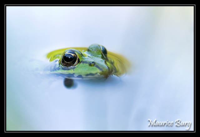 Grenouille verte