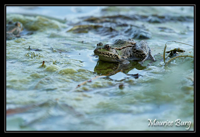Grenouille verte