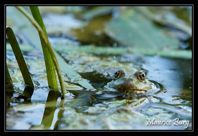 Grenouille verte