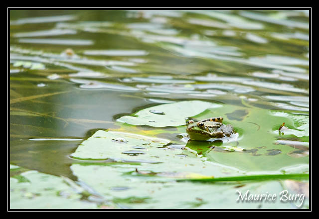 Grenouille verte